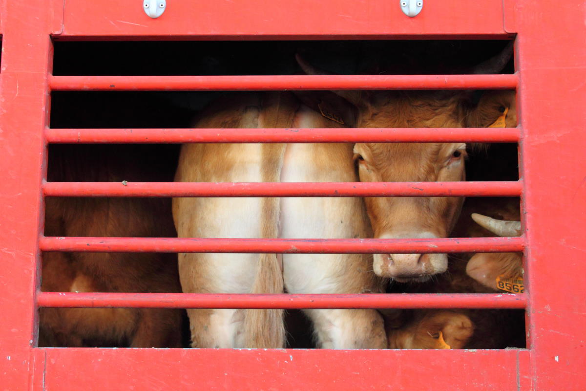 Detailed view of a truck for transportation calf