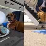 Luxury flights for pets