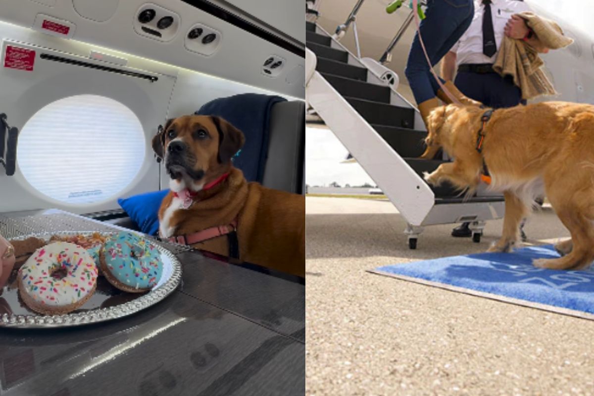 Luxury flights for pets