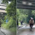 Camel ran away from a circus in Stuttgard (Germany)