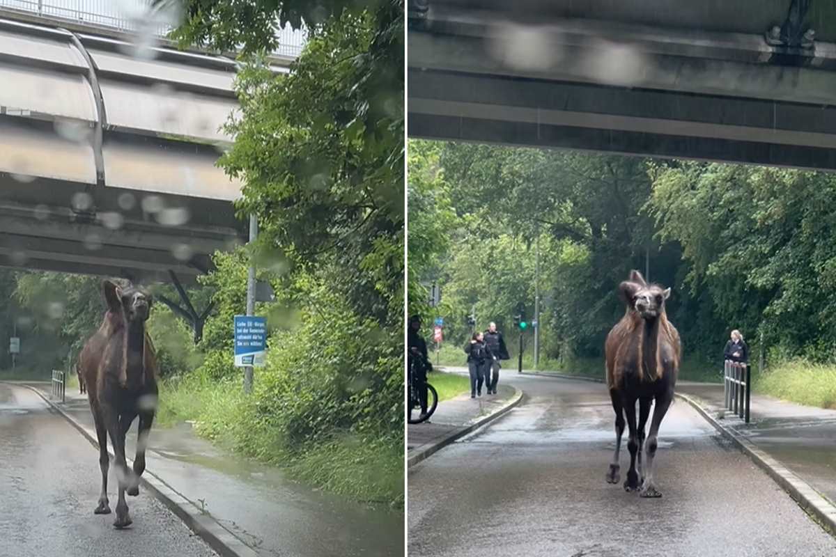 Camel ran away from a circus in Stuttgard (Germany)