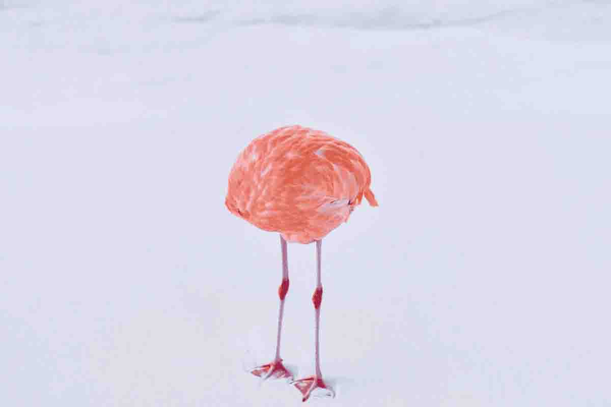 Picture of a flamingo by Miles Astray