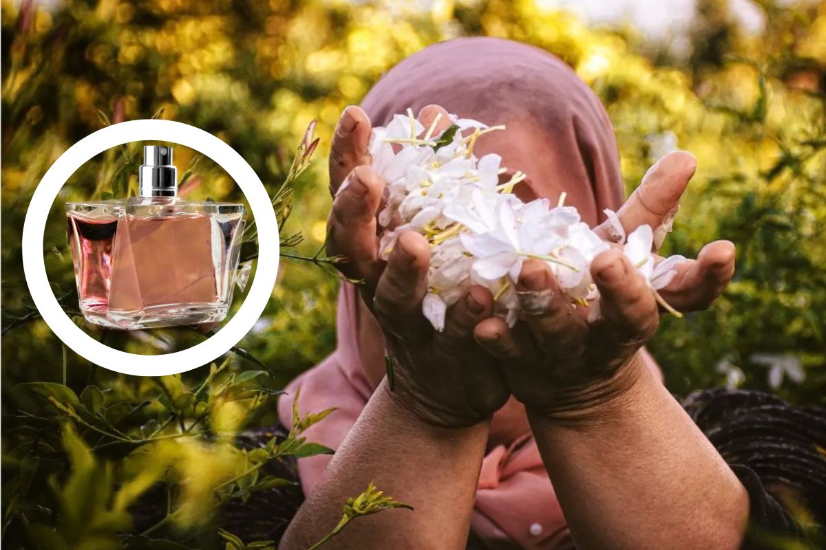 child labor in jasmine harvesting