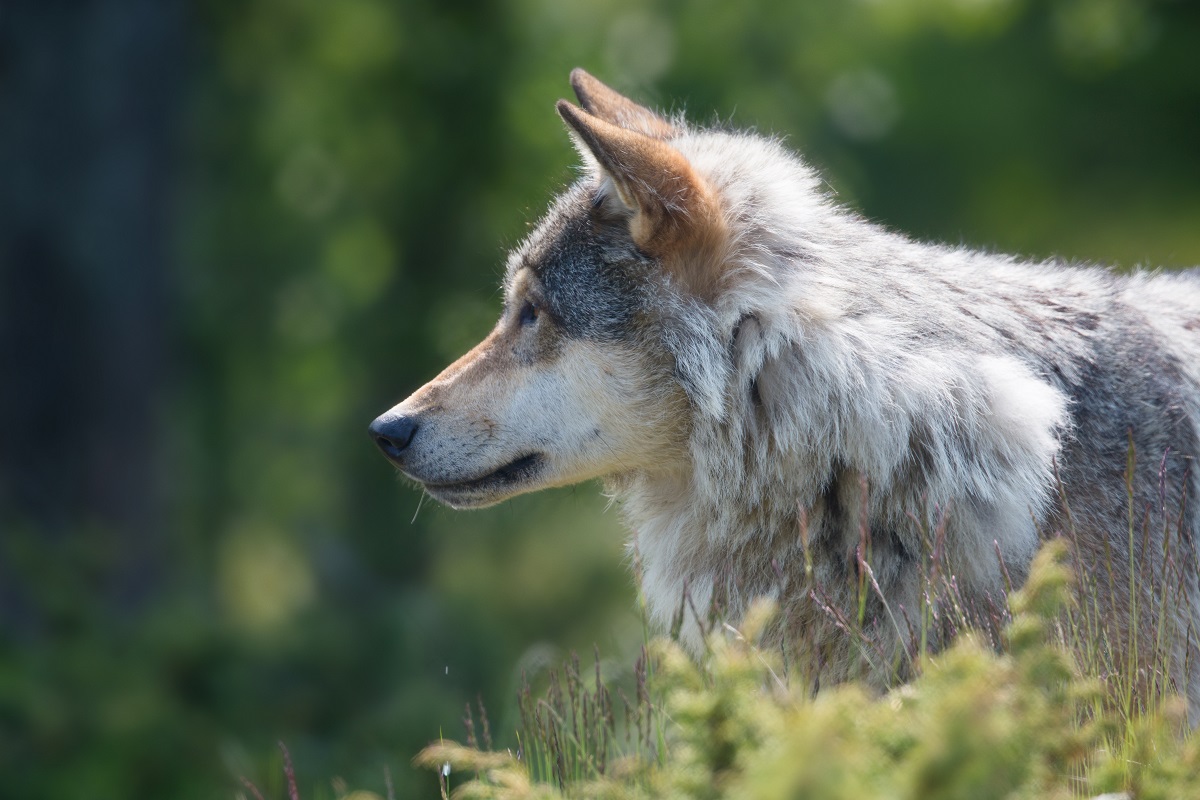 Woman in intensive care after wolf attack in Paris safari park - greenMe