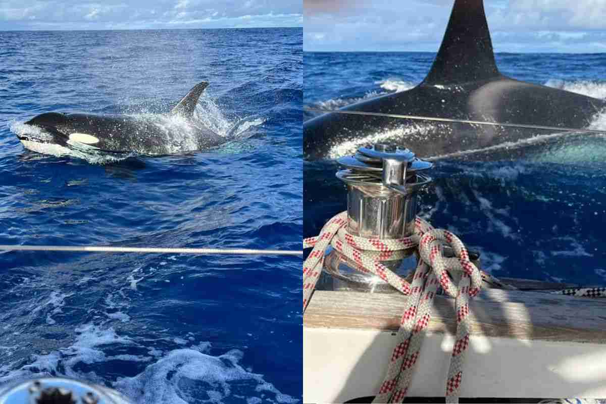 orcas: understanding their interactions with boats