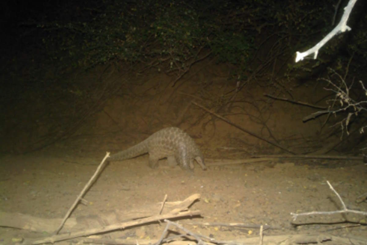 Pangolin rediscovered