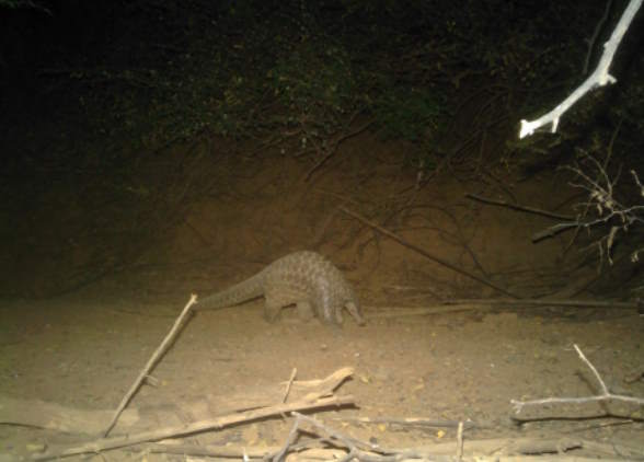 Pangolin