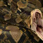 python swallows woman inn Indonesia