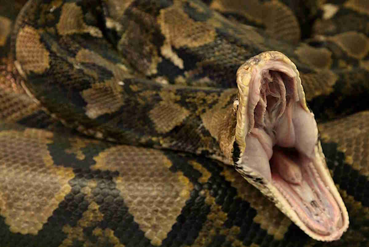 python swallows woman inn Indonesia