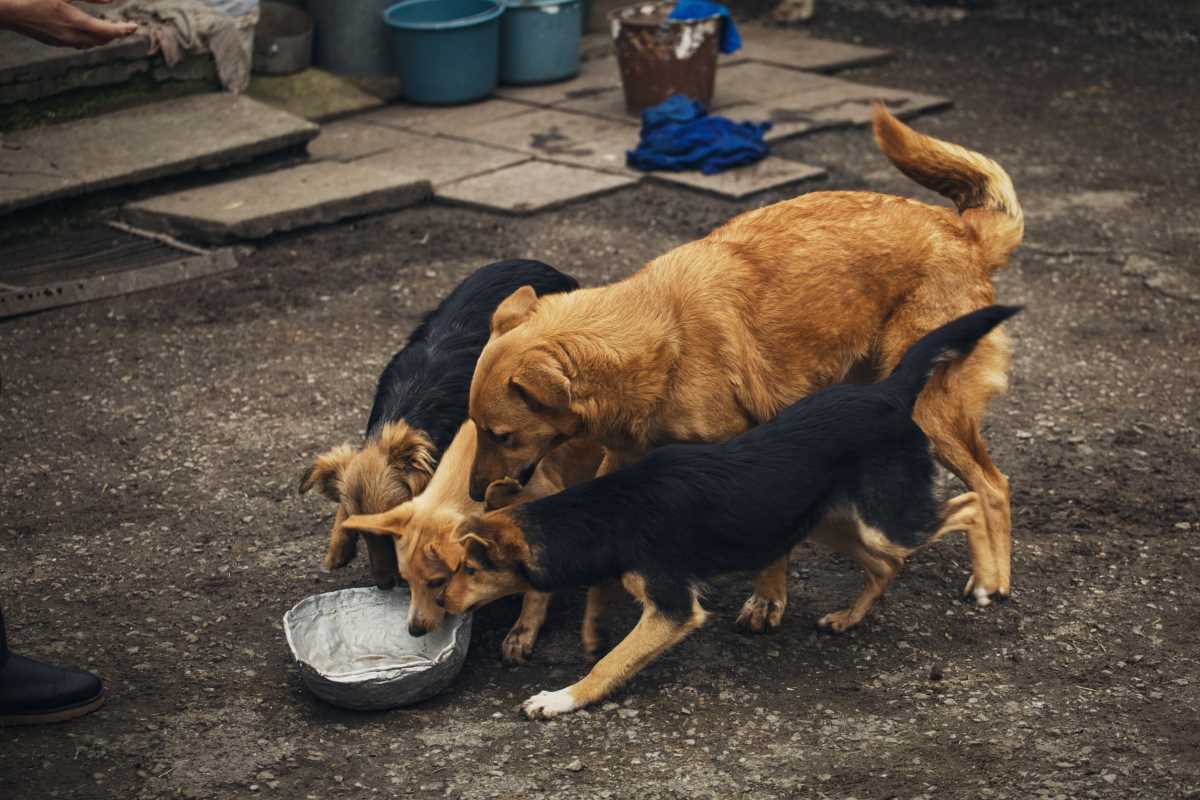 Too many stray dogs in Turkey