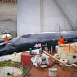 brutal whale hunting practices in iceland