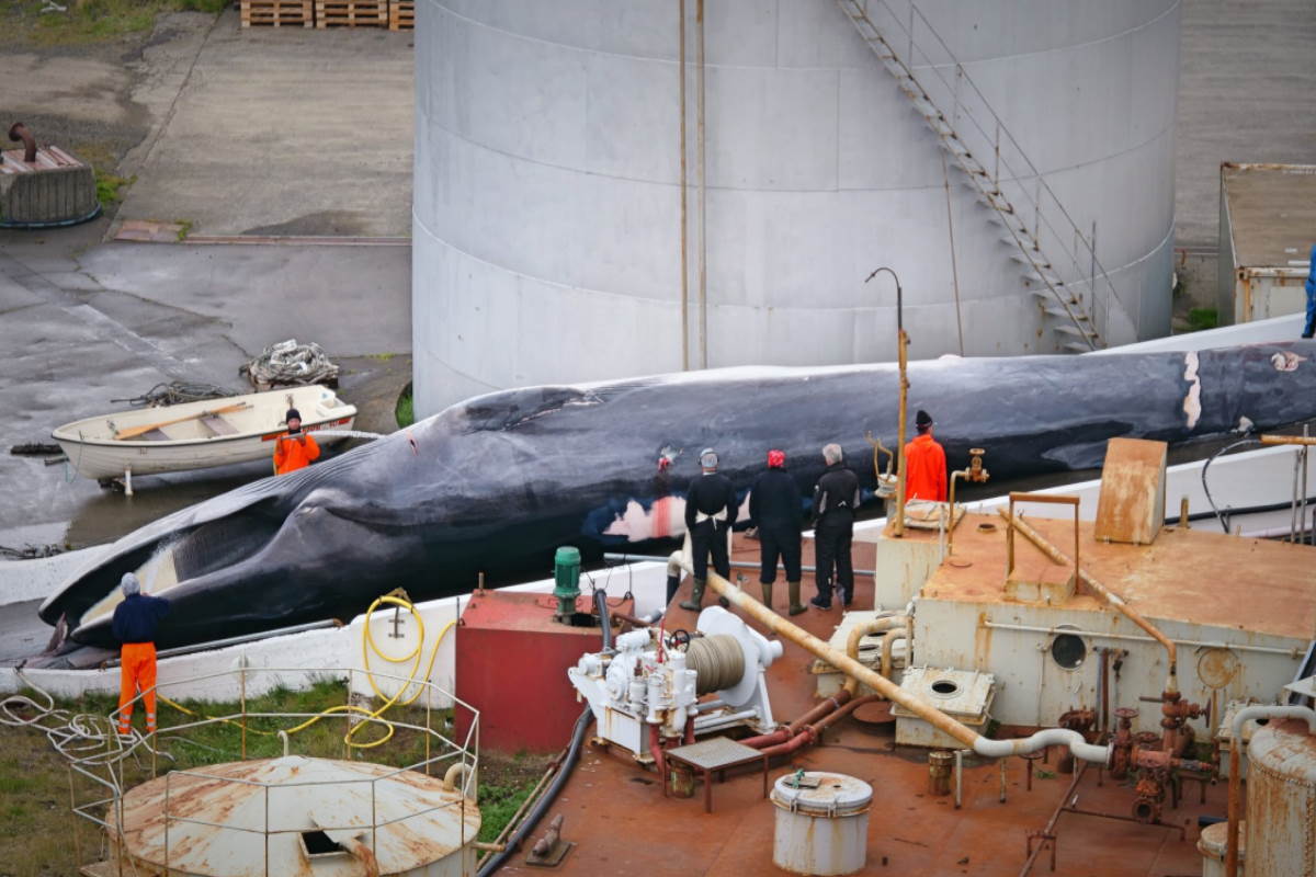 Another whale hunting season opens in Iceland - greenMe