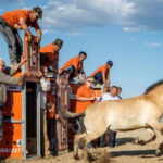 wild horses return to kazakhstan