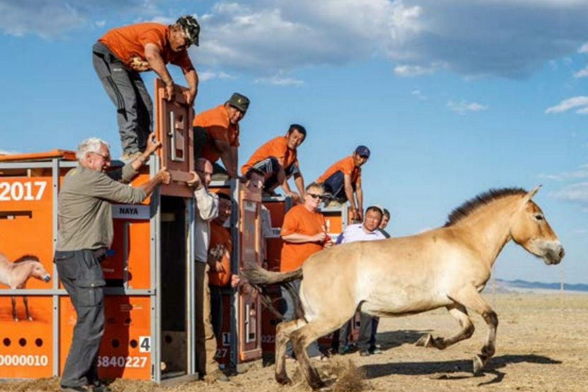 wild horses return to kazakhstan