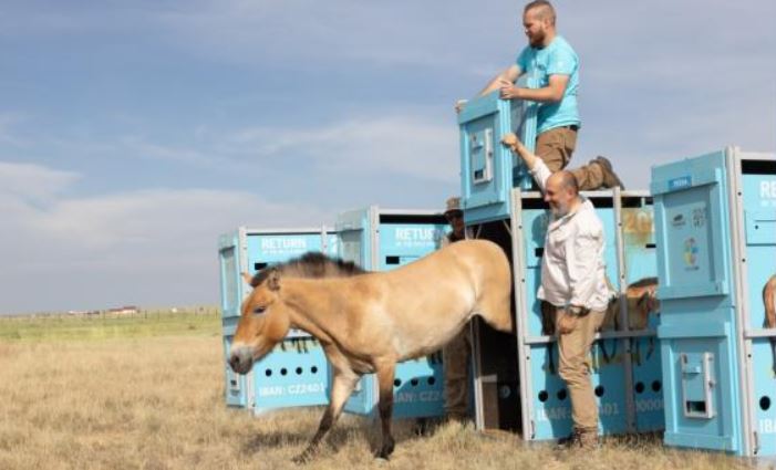 wild horses return to kazakhstan 