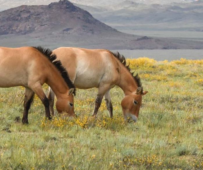 wild horses return to kazakhstan 