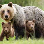 Brown bears