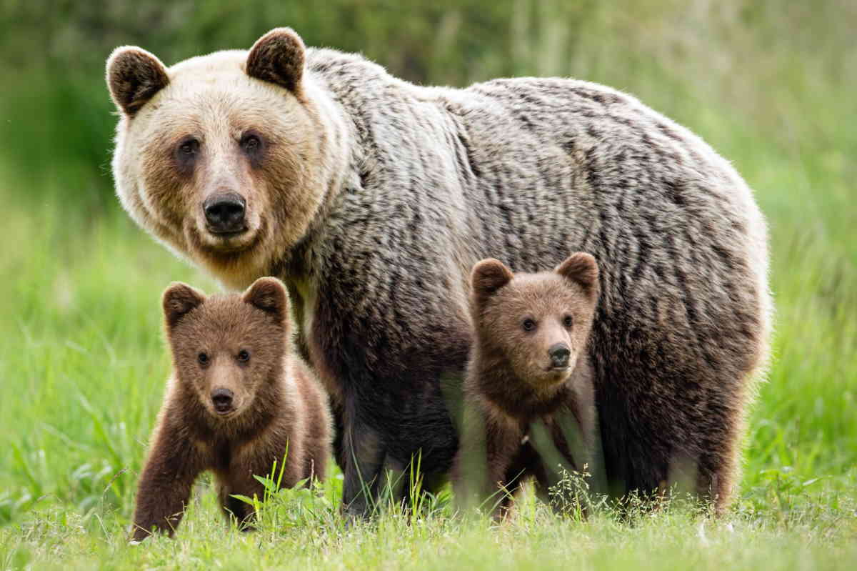 Brown bears