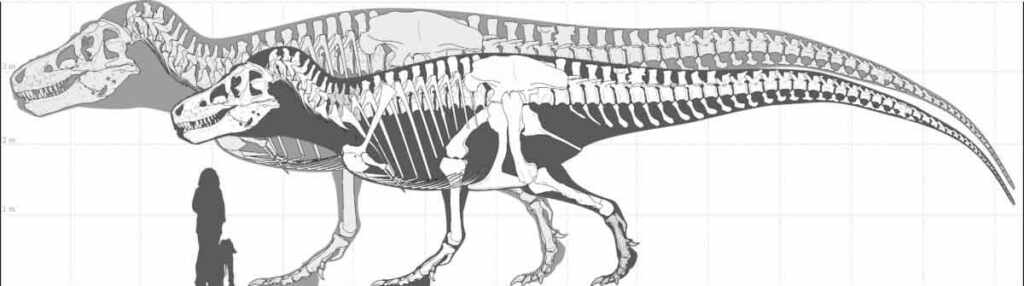 The true size of dinosaurs