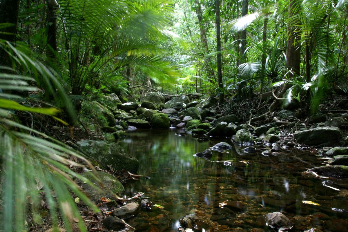 Mabu Rainforest