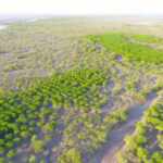 Pakistan's mangroves