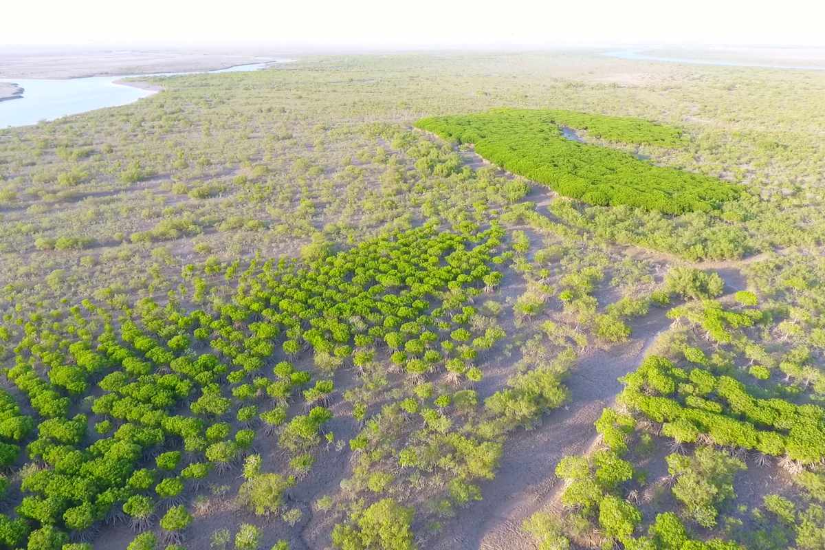 Pakistan's mangroves