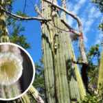 Exctinct catus in Florida