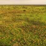 Antelopes mass migration