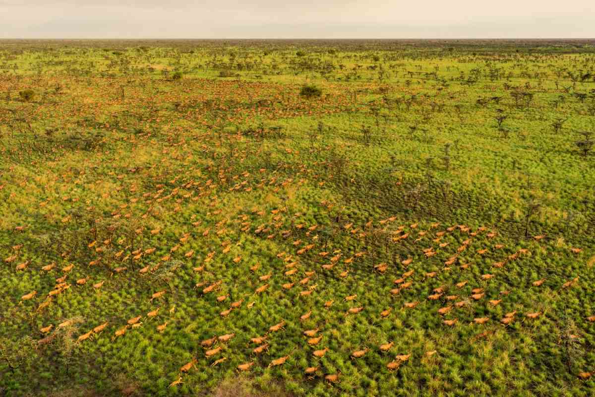 Antelopes mass migration