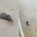 heroic rescue of a baby elephant