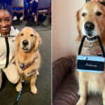 Beacon the therapy dog, on olympic athletes