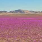 Atacama blooming desert