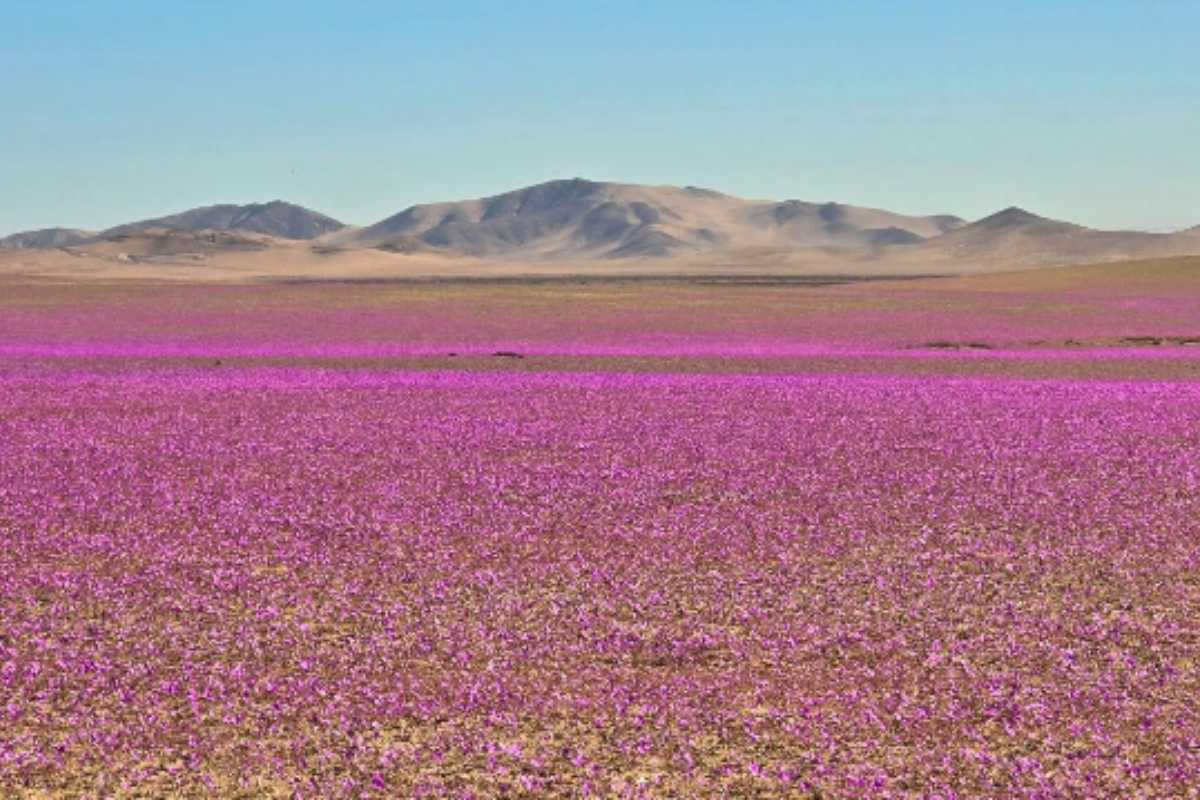 Atacama blooming desert