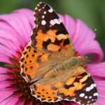 Butterfly Vanessa cardui) migration through the Atlantic