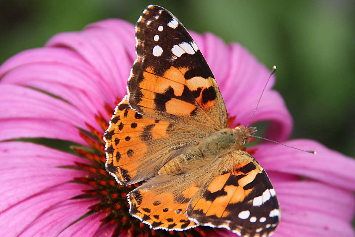 Butterfly Vanessa cardui) migration through the Atlantic