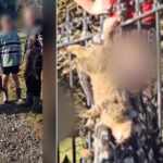 killing cats in New Zealand