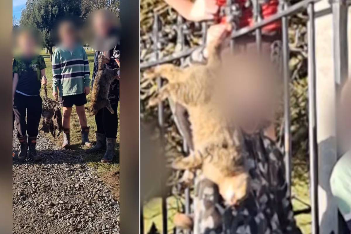 killing cats in New Zealand