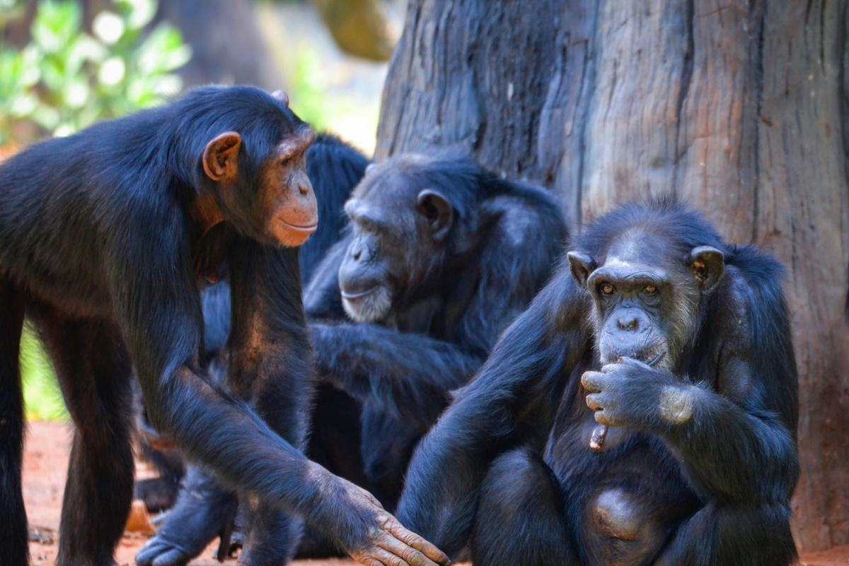 parallels between chimpanzee gestures and human speech