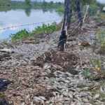 massive fish die-off in mexico's santiago river