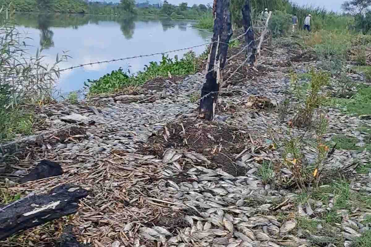 massive fish die-off in mexico's santiago river