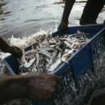 Fishermen - fishing