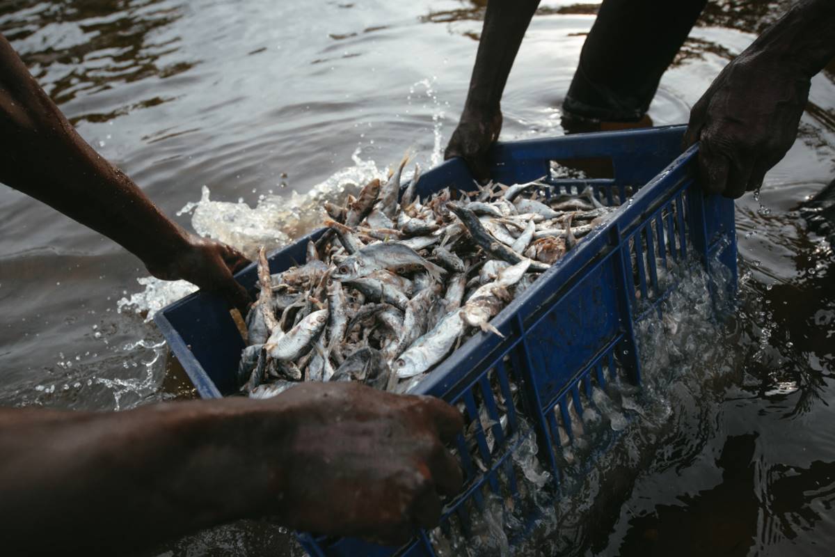 Fishermen - fishing