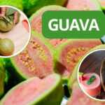 VGuava