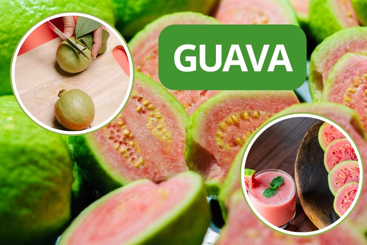 VGuava