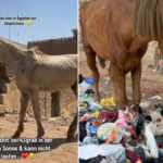 Horses matreated in Egypt