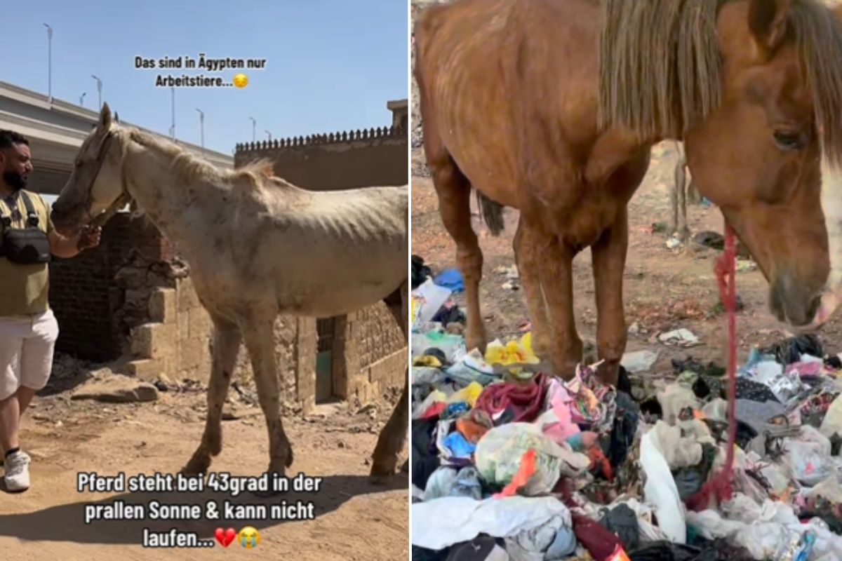 Horses matreated in Egypt