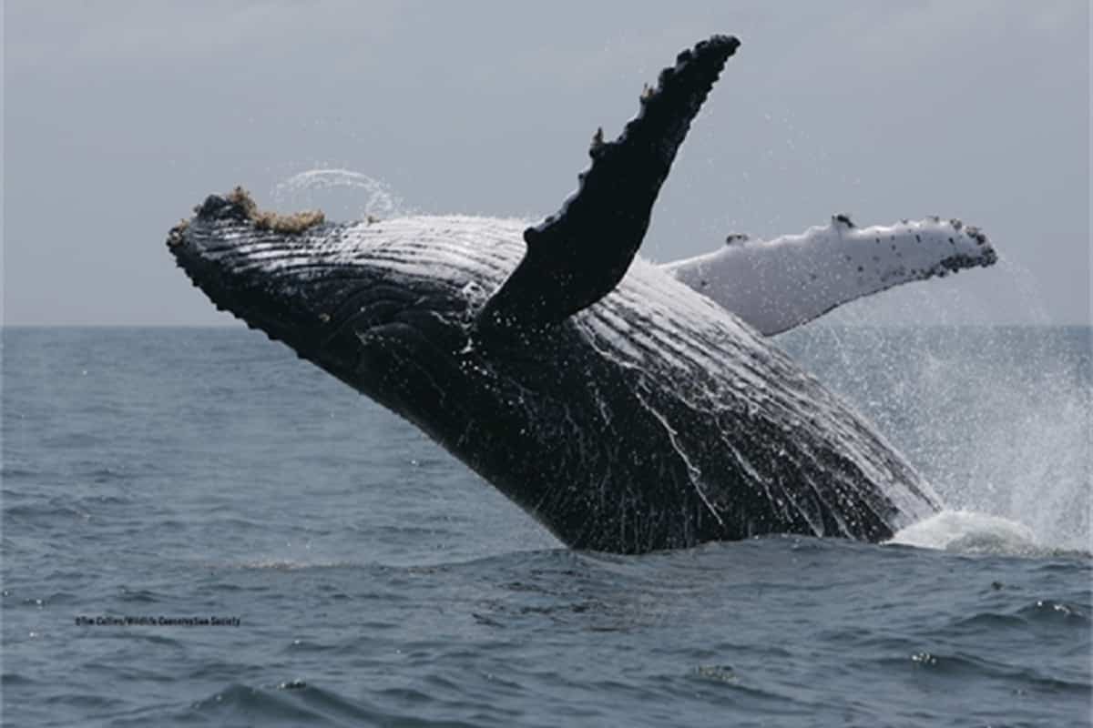 humpback whales