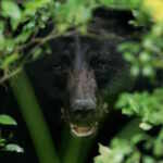 Hokkaido struggles with rising bear numbers