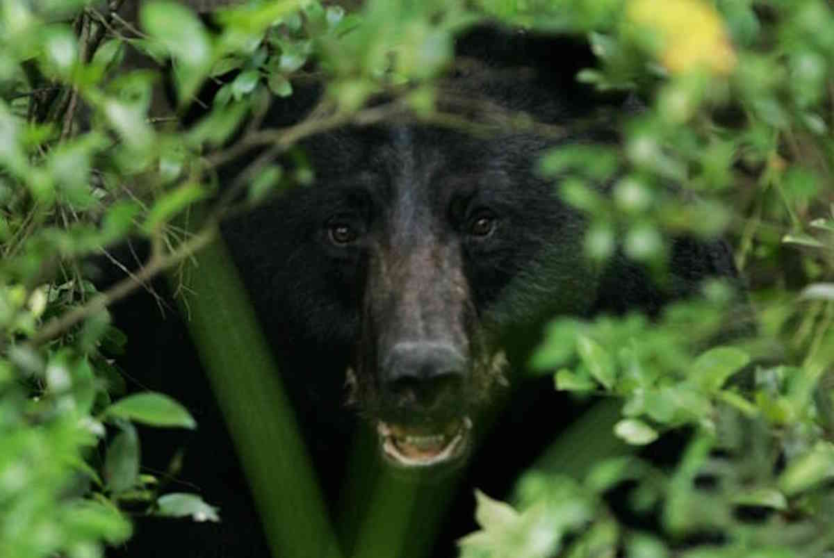 Hokkaido struggles with rising bear numbers