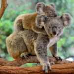 Mother koala with baby on her back